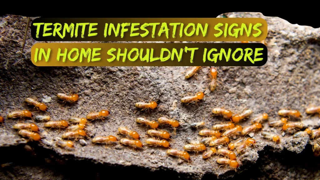 Termite infestation sings