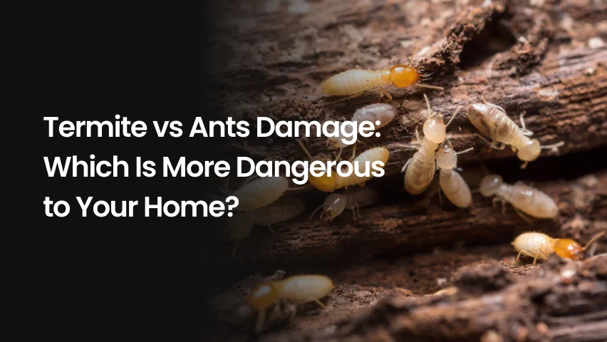 Termites vs ants damage