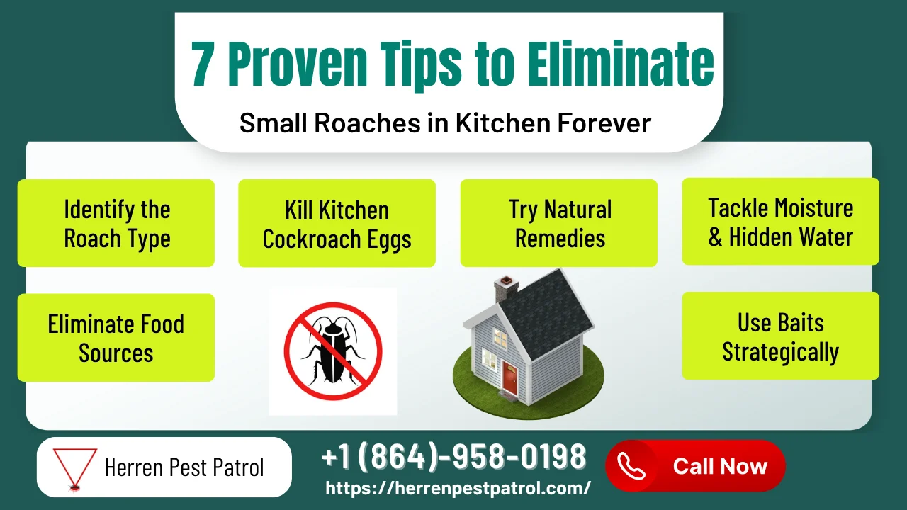 7 Proven Tips to Eliminate Small Roaches in Kitchen Forever